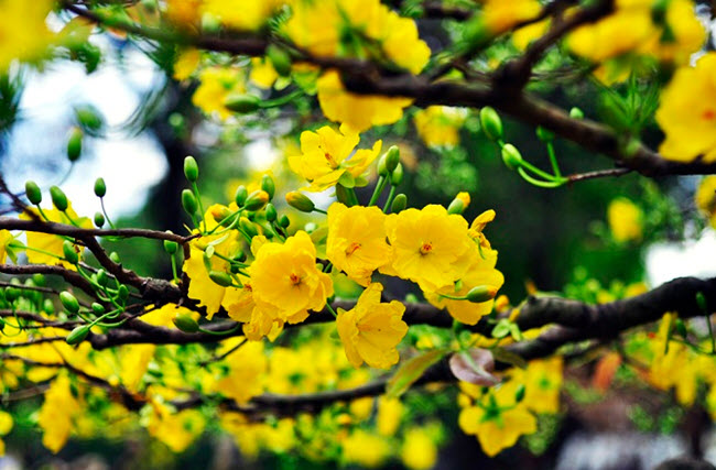 cây bông giấy